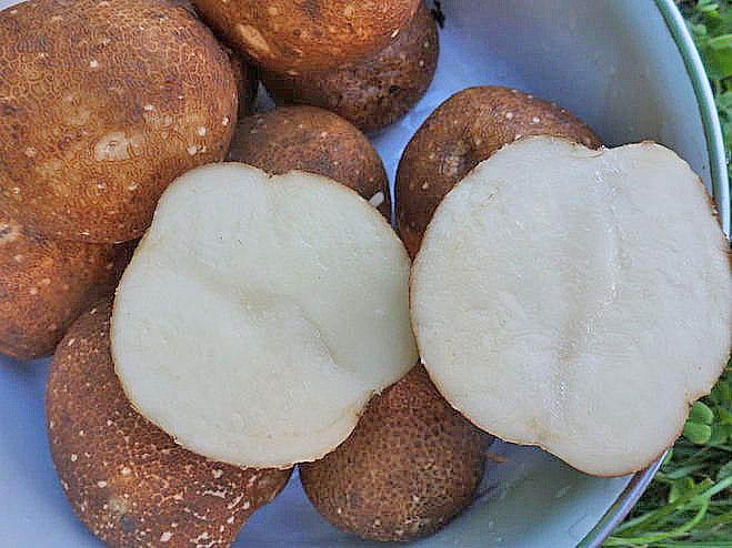 deliciosa variedad de papa