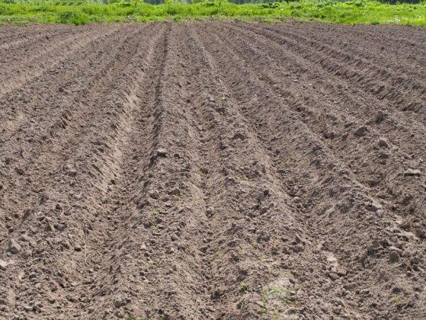preparación del suelo para plantar patatas