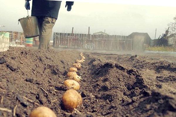 plantar patatas
