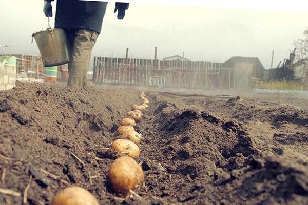 planter des pommes de terre