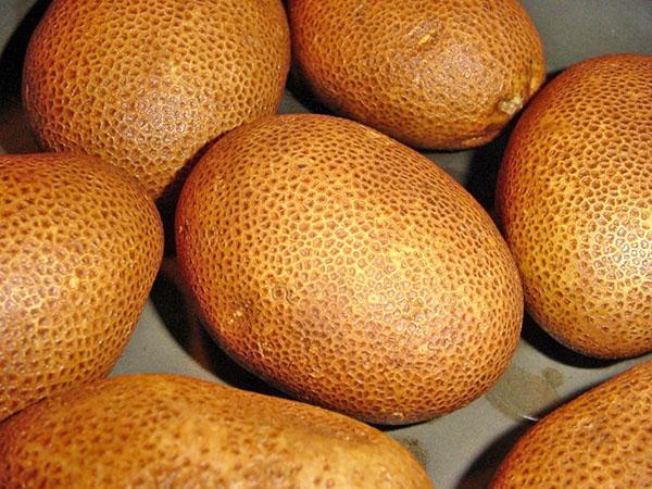 origen de papa kiwi