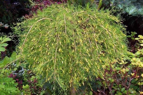 acacia llorona