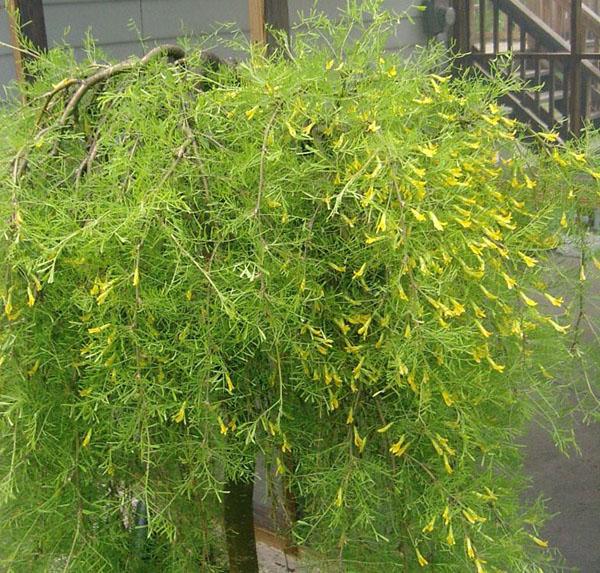 acacia llorona en el jardín