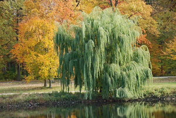 saule pleureur au bord de l'étang