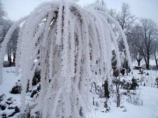 árbol llorón resistente a las heladas