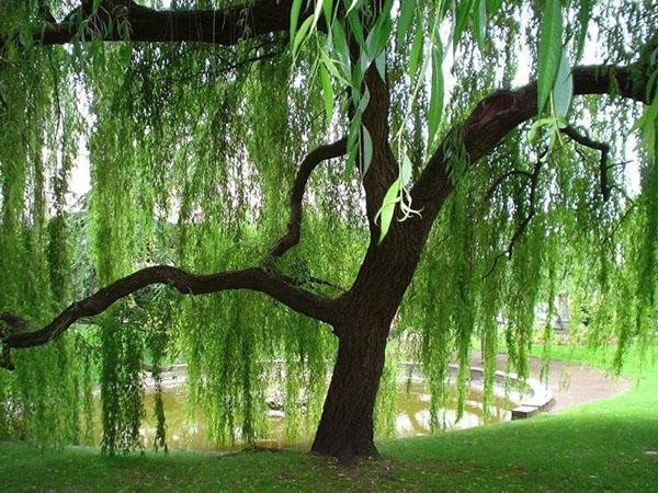 lieu de repos près du saule pleureur