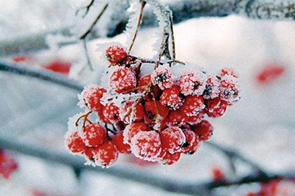 baies de sorbier en hiver