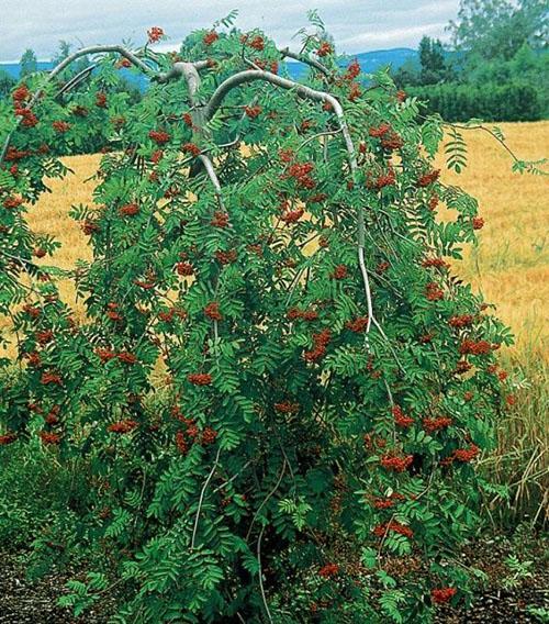 el fresno de montaña llorón da fruto