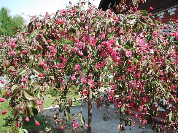 elige un árbol que llora