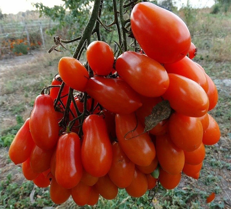 tomate de alto rendimiento Flashen