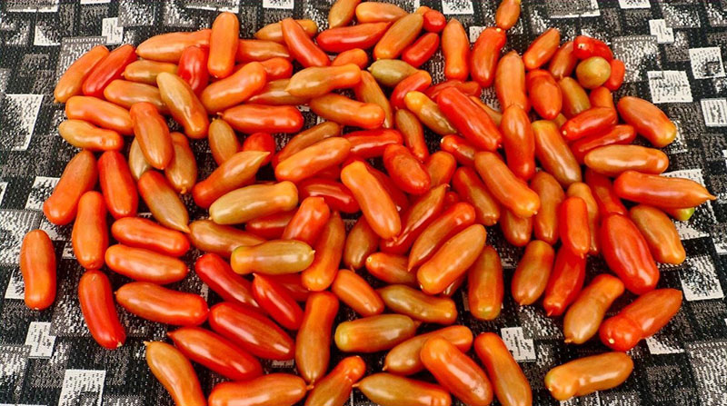 la forme du fruit de la tomate Flashen