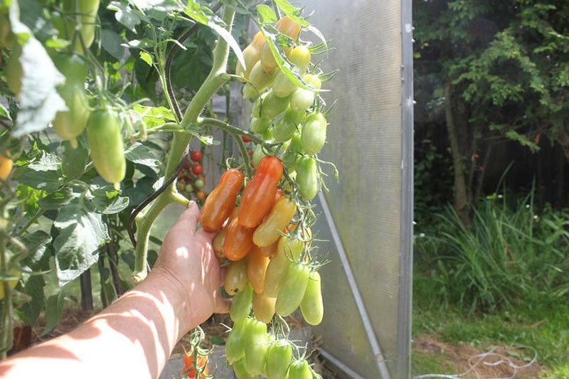 soin des tomates