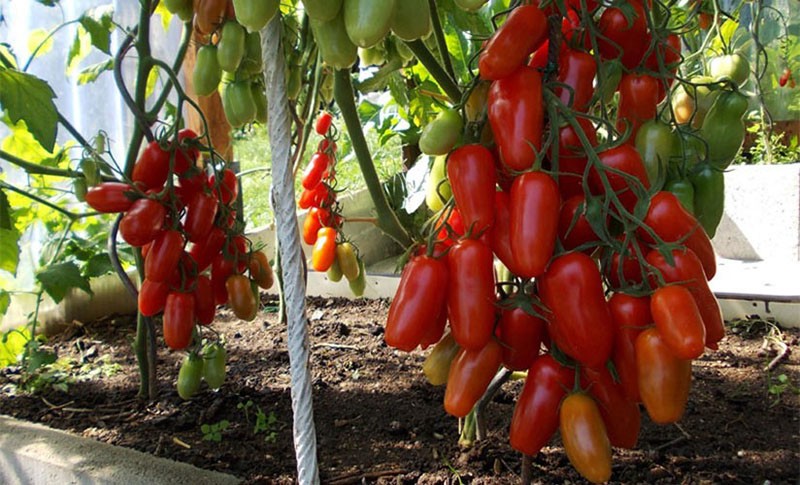 les tomates mûrissent