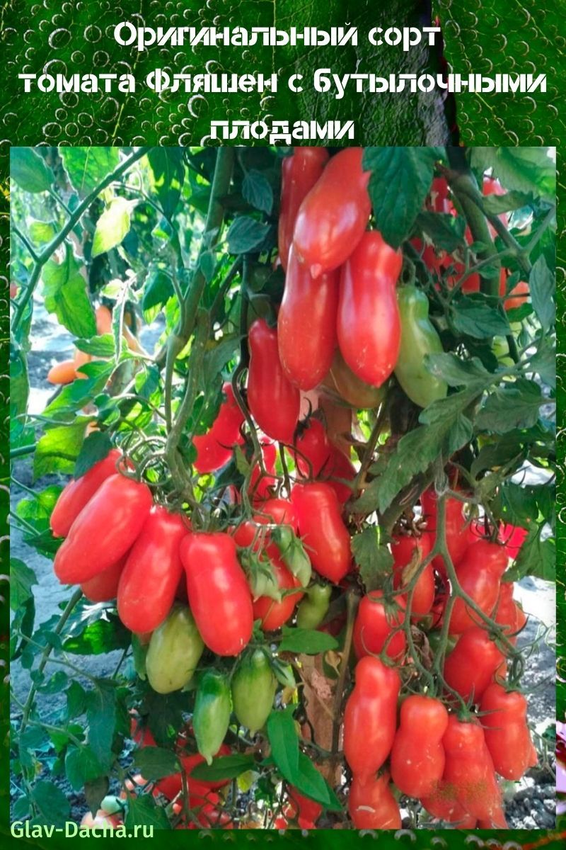 tomate Fleashen