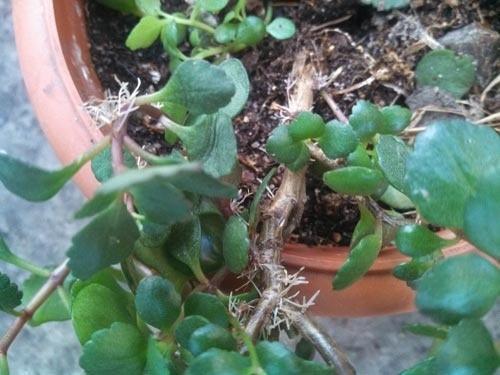 reproduction de Kalanchoe