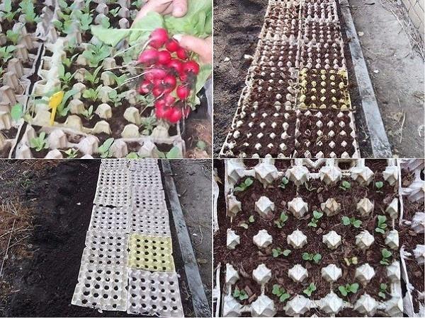 faire pousser des radis dans des plateaux à œufs