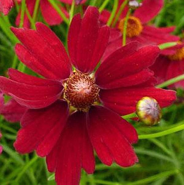 coreopsis verticulate rojo rubí