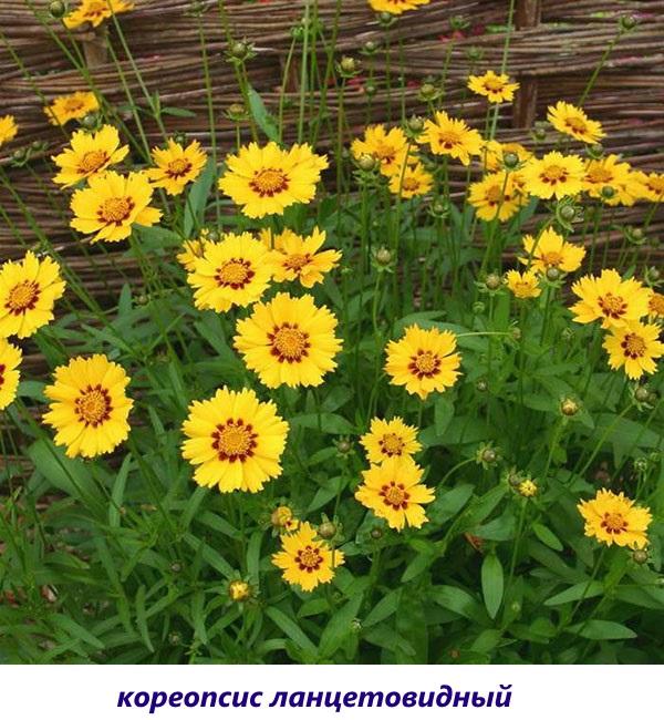 coreopsis lanceolada