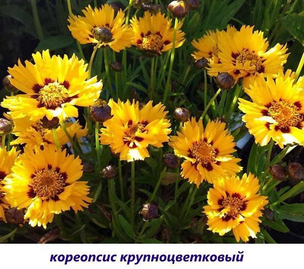 coreopsis de flores grandes