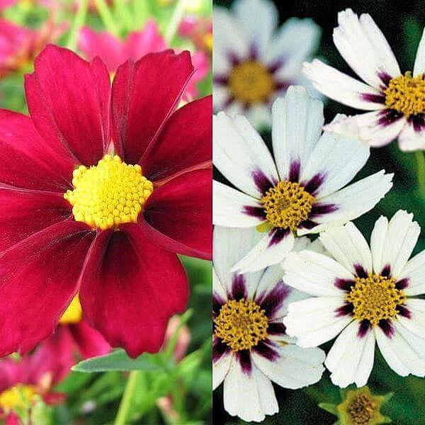 coreopsis en el jardín