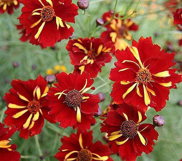 coreopsis de flores dobles