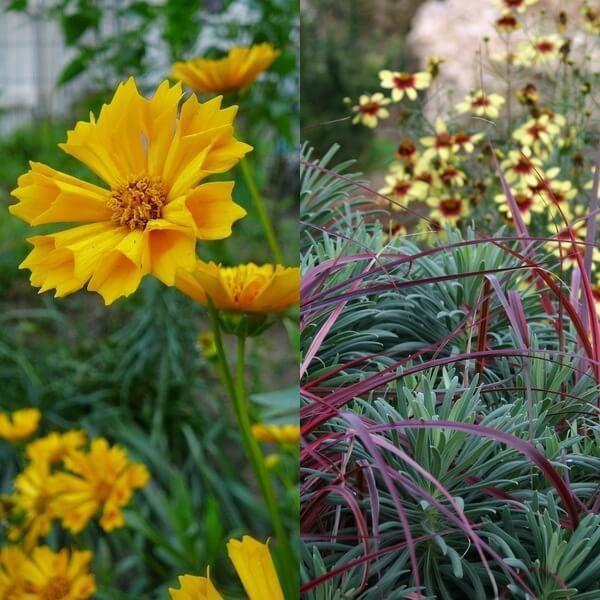 floraison luxuriante dans le jardin