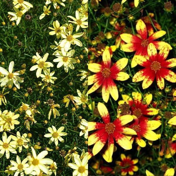 flores brillantes de coreopsis
