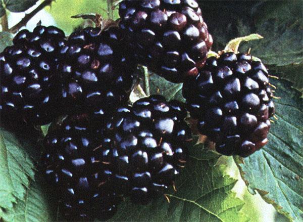 moras maduras