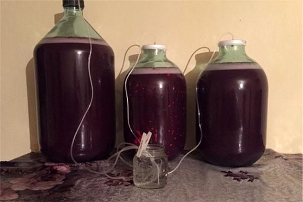 fermentos de vino