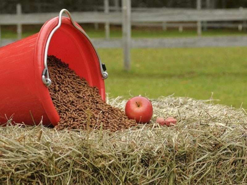 buena nutrición para caballos