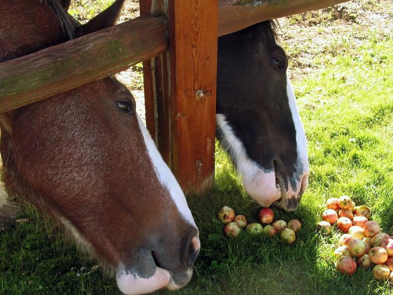 soigner les chevaux avec des pommes
