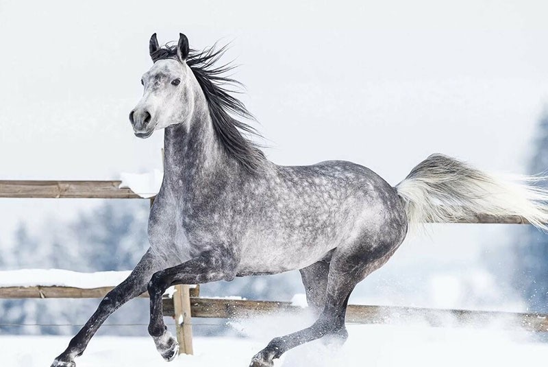 véritable héritage de l'élevage de chevaux russes