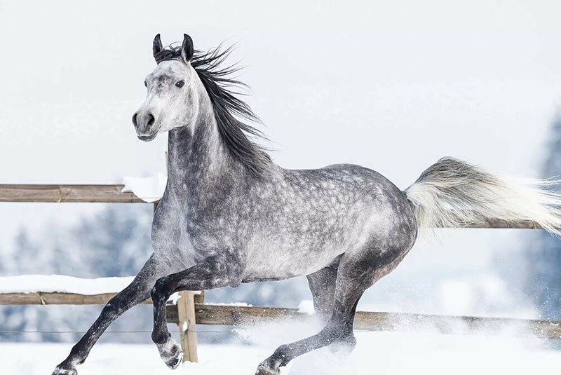 herencia real de la cría de caballos rusos