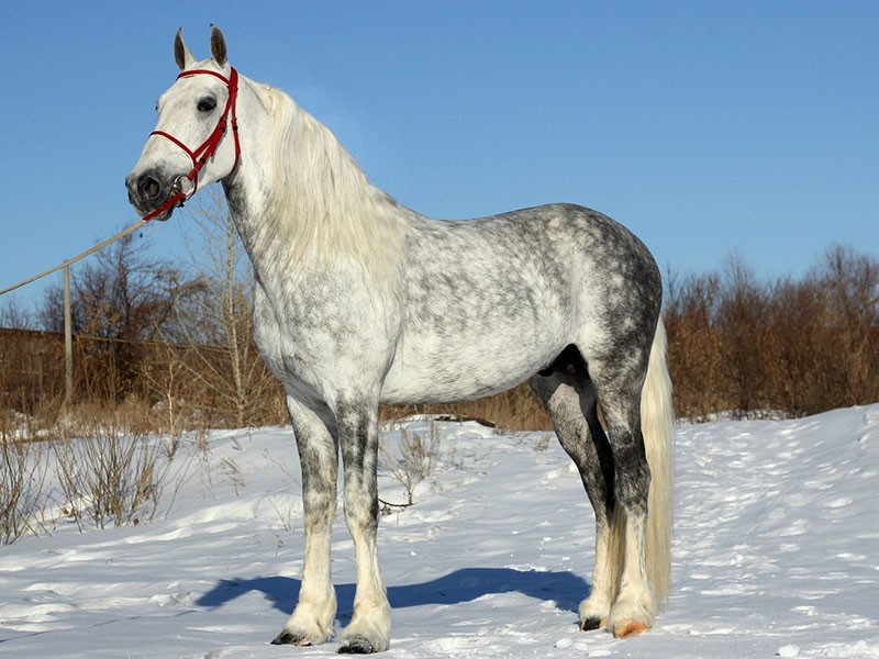 Cheval d'Orlov