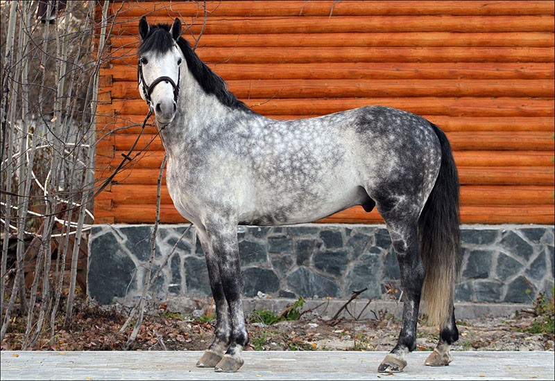 une race de cheval robuste et déterminée