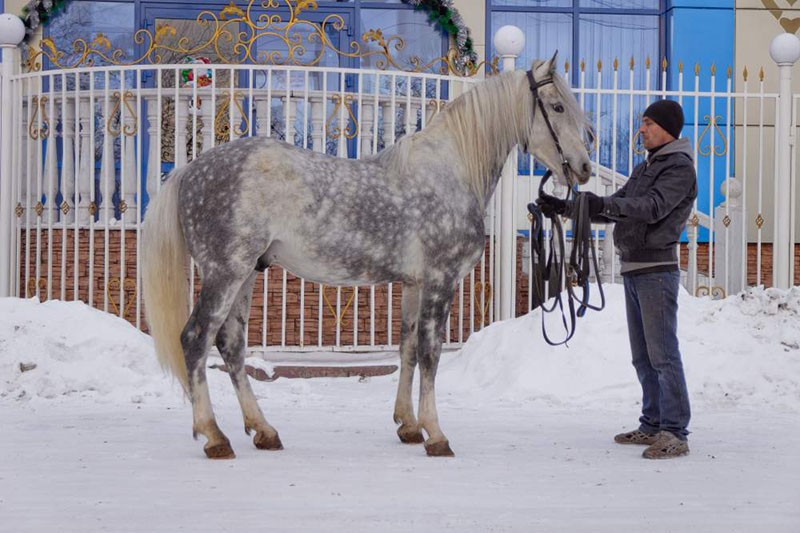 cuidado del caballo