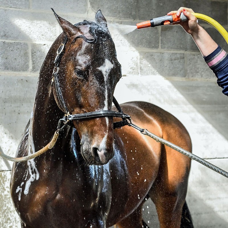 mi caballo