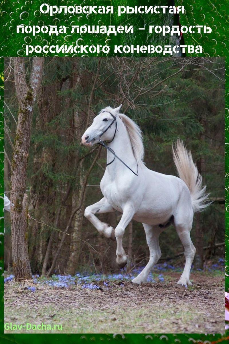 Raza de caballo al trote oriol