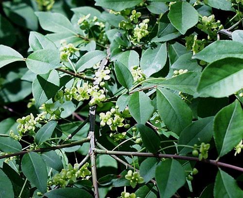 fleur d'euonymus