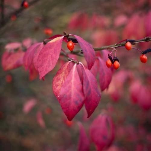 fruits euonymus