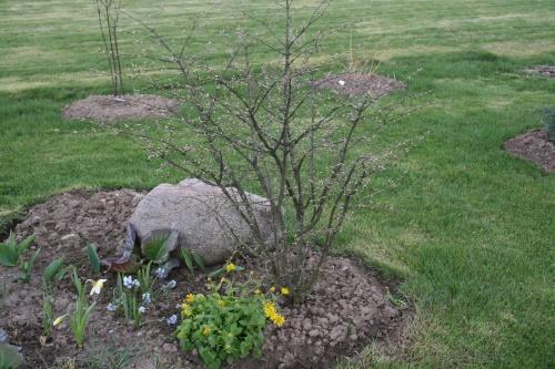 euonymus en primavera