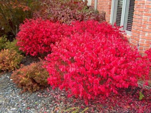 euonymus ailé