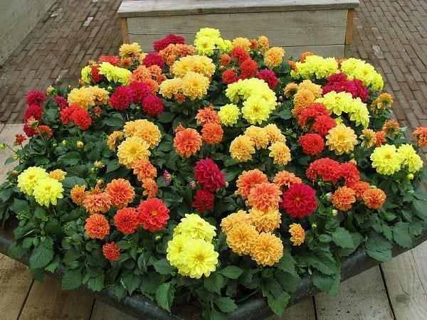 dahlias annuels