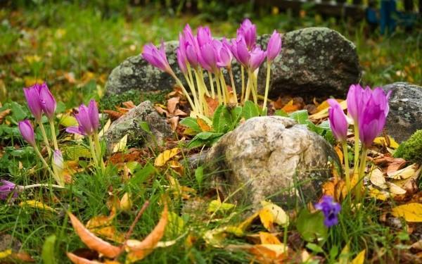 crocus d'automne