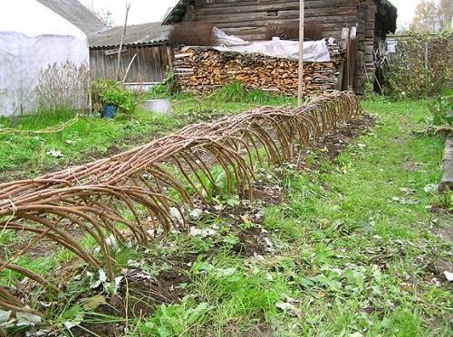 liga de frambuesa para el invierno