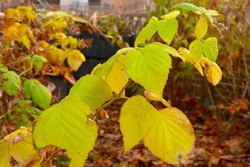 framboise automne