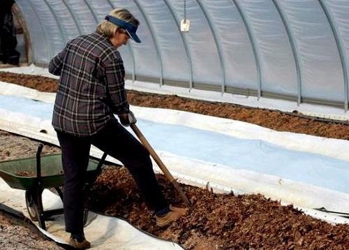 fertilización del suelo en el invernadero