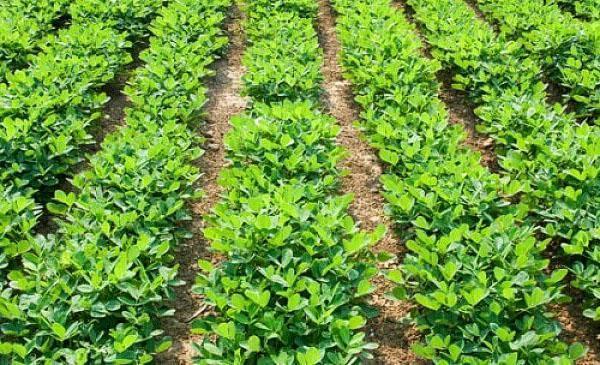 planter des cacahuètes