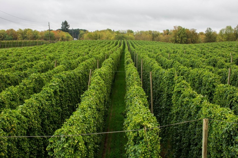 plantation de houblon