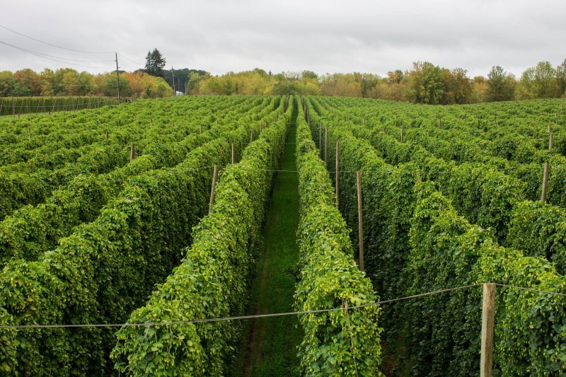 plantation de houblon